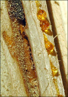 20120531-amber Gouttes-drops-resine-2.jpg